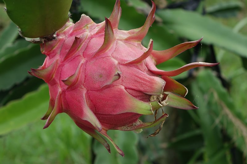 Dragon Fruit Flower