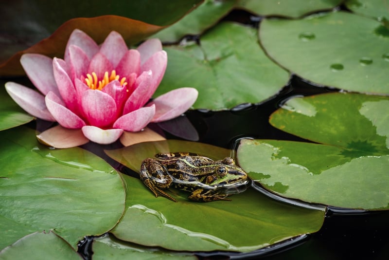 Water Garden